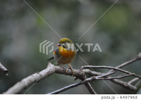 カラフルできれいな相思鳥の写真素材