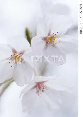 春の花～桜～ 6497974