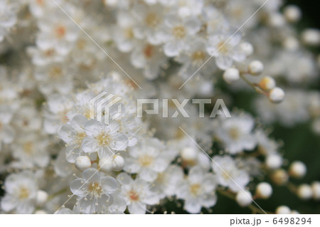 ニワナナカマドの花 ニワナナカマドの花 6498294