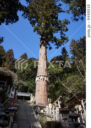 由岐神社の大杉 6499016