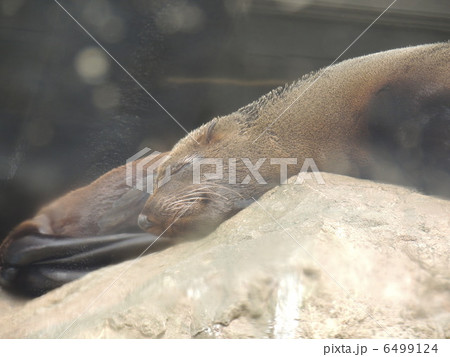 のんびり 6499124