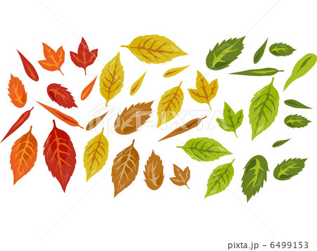 葉っぱ 6499153