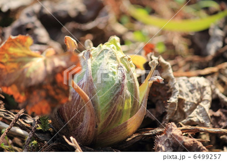 ふきのとう 6499257