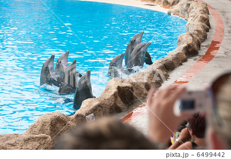 Dolphin show 6499442