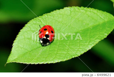 Ladybird on leaf Ladybird on leaf 6499621