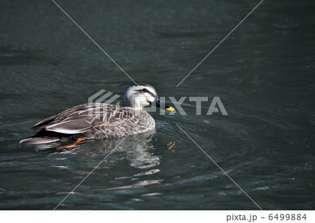 カルガモ 6499884