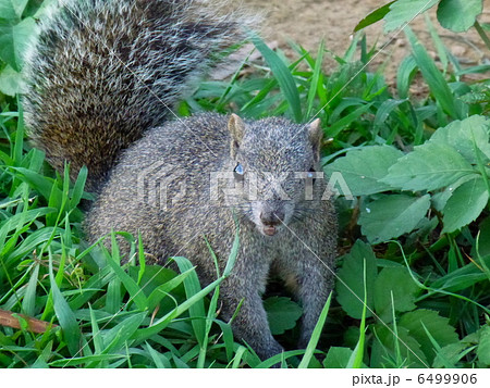 リス 6499906