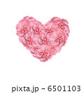 ハート、ピンク、カーネーション 6501103