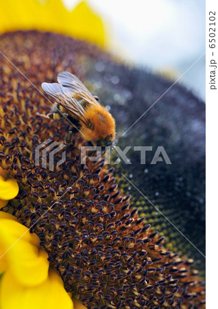 ダンゴ蜂 ダンゴ蜂 6502102