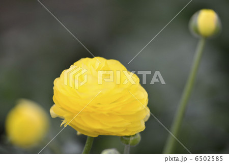 ラナンキュラス （レモン） 6502585