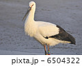 停まる 6504322