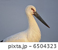 アイコンタクト 6504323