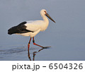 求める 6504326