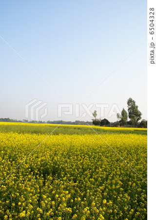 一面の菜の花畑 6504328