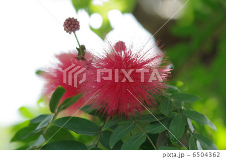 オオベニゴウカン 6504362