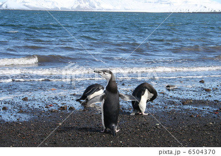 デセプション島のヒゲペンギンB 6504370