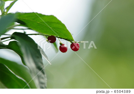 ジュズサンゴ 6504389