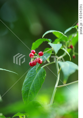 ジュズサンゴ 6504391