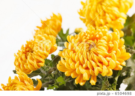 Chrysanthemum Flowers 6504698