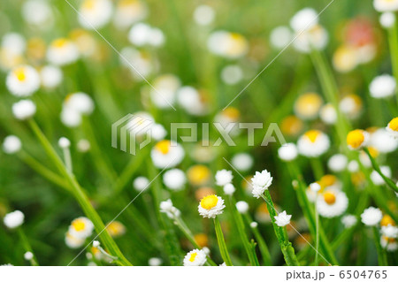 field of daisy 6504765
