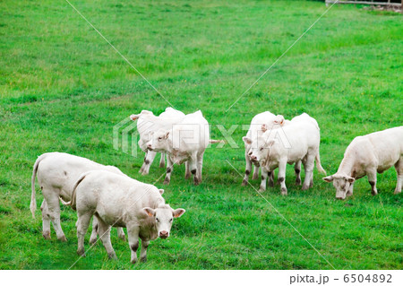 white cows white cows 6504892