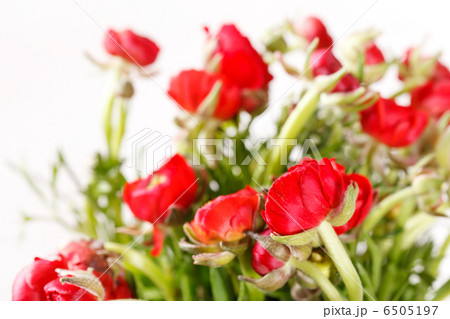 red Ranunculus red Ranunculus 6505197