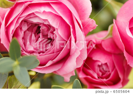 pink roses pink roses 6505604