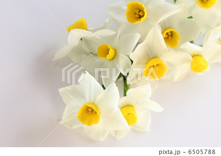 日本水仙の花束（横　大きめ） 6505788