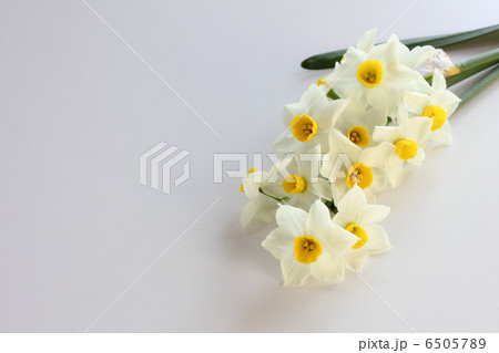 日本水仙の花束(横) 日本水仙の花束(横) 6505789