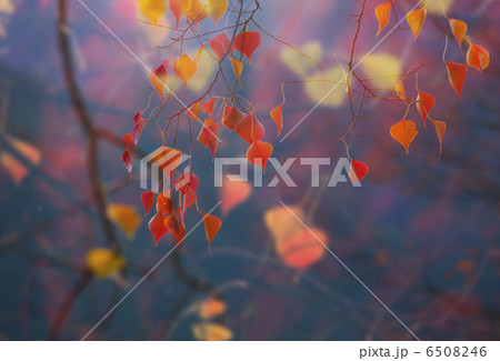 秋色 6508246