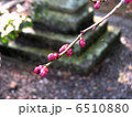 神社の梅 6510880