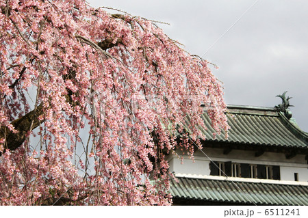 枝垂れ桜とお城 6511241