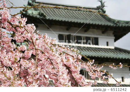枝垂れ桜とお城 枝垂れ桜とお城 6511242