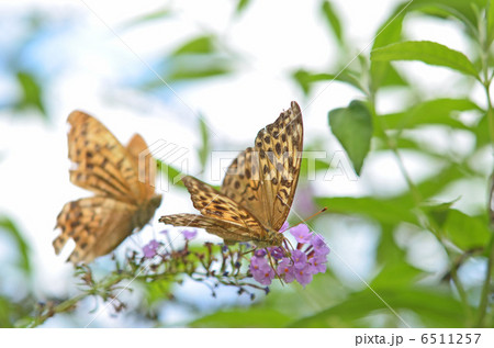チョウを呼ぶ花とチョウ 6511257