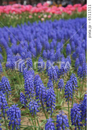 ムスカリ 6511511