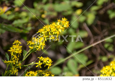 三つ峠　キンミズヒキ 6511632