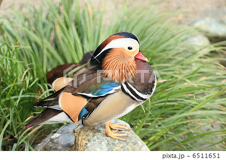 井の頭恩賜公園のカラフルな渡り鳥・オシドリ 井の頭恩賜公園のカラフルな渡り鳥・オシドリ 6511651