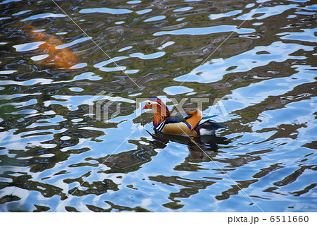 明治神宮の森の池のオシドリと鯉 6511660