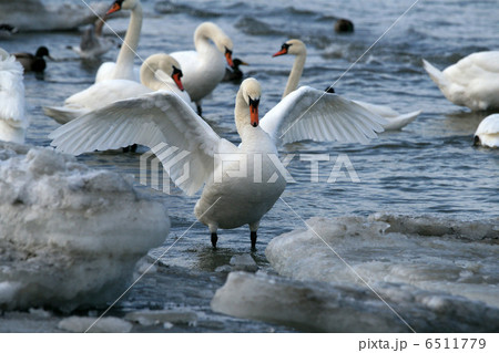 White swan White swan 6511779
