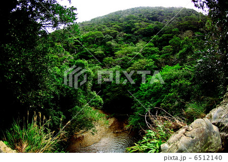 高台から見るジャングル 6512140