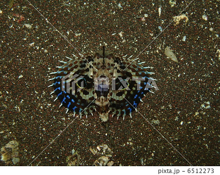 セミホウボウ 6512273