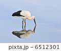 見つめ 6512301
