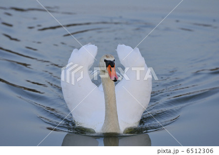 撮って 撮って 6512306