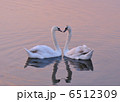 芽生え 6512309