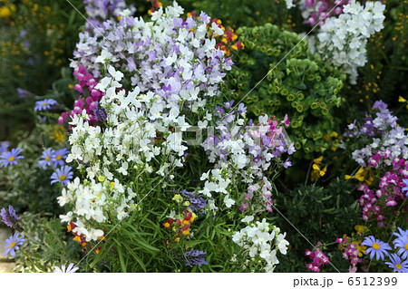 花壇 花壇 6512399