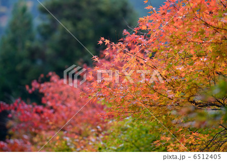 紅葉 6512405
