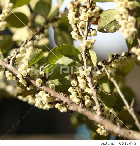 ヒサカキ 6512445