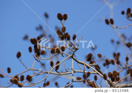 ノグルミ果実 ノグルミ果実 6512486