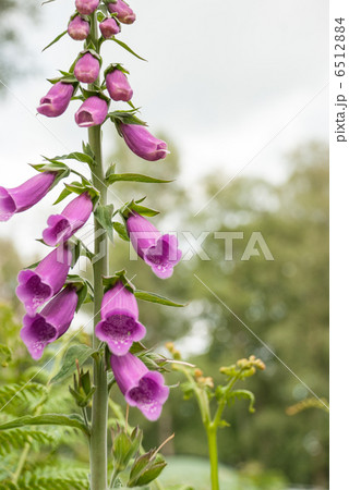 ホタルブクロ 6512884