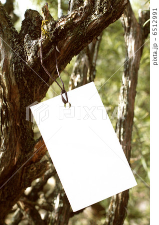 ローズマリーの潅木に吊り下げられたペーパーラベル 6512991